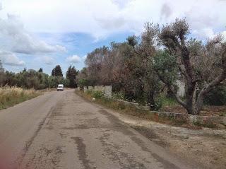 Osservazioni del fitoiatra Davide del Lentinis del 27 maggio 2015 terreni che ricadono nel parco regionale di punta pizzo nel comune di Gallipoli. Altri scatti sono stati fatti nell'agro di Matino.