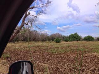 Osservazioni del fitoiatra Davide del Lentinis del 27 maggio 2015 terreni che ricadono nel parco regionale di punta pizzo nel comune di Gallipoli. Altri scatti sono stati fatti nell'agro di Matino.