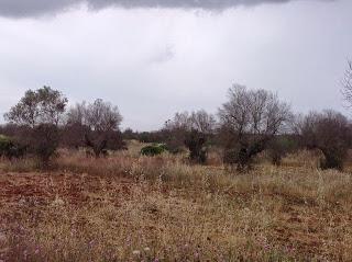 Osservazioni del fitoiatra Davide del Lentinis del 27 maggio 2015 terreni che ricadono nel parco regionale di punta pizzo nel comune di Gallipoli. Altri scatti sono stati fatti nell'agro di Matino.