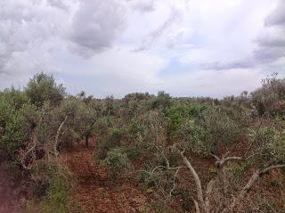 Osservazioni del fitoiatra Davide del Lentinis del 27 maggio 2015 terreni che ricadono nel parco regionale di punta pizzo nel comune di Gallipoli. Altri scatti sono stati fatti nell'agro di Matino.