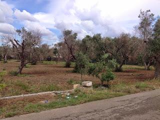 Osservazioni del fitoiatra Davide del Lentinis del 27 maggio 2015 terreni che ricadono nel parco regionale di punta pizzo nel comune di Gallipoli. Altri scatti sono stati fatti nell'agro di Matino.