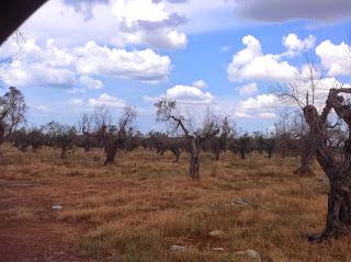 Osservazioni del fitoiatra Davide del Lentinis del 27 maggio 2015 terreni che ricadono nel parco regionale di punta pizzo nel comune di Gallipoli. Altri scatti sono stati fatti nell'agro di Matino.