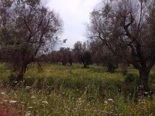 Osservazioni del fitoiatra Davide del Lentinis del 27 maggio 2015 terreni che ricadono nel parco regionale di punta pizzo nel comune di Gallipoli. Altri scatti sono stati fatti nell'agro di Matino.