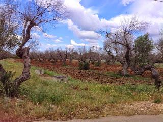 Osservazioni del fitoiatra Davide del Lentinis del 27 maggio 2015 terreni che ricadono nel parco regionale di punta pizzo nel comune di Gallipoli. Altri scatti sono stati fatti nell'agro di Matino.