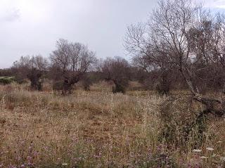 Osservazioni del fitoiatra Davide del Lentinis del 27 maggio 2015 terreni che ricadono nel parco regionale di punta pizzo nel comune di Gallipoli. Altri scatti sono stati fatti nell'agro di Matino.