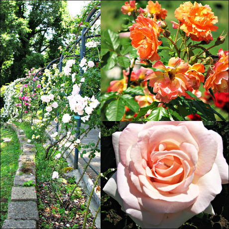 OOTD: white lace and rose garden