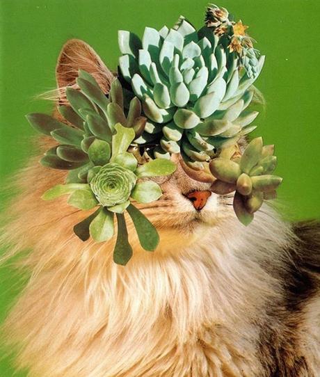 ARTE: Cats and Plants | Stephen Eichhorn