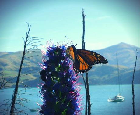 akaroa