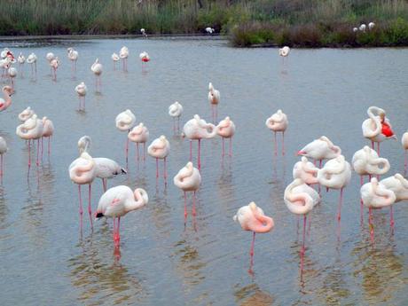 pink flamingos_camargue_viaggiandovaldi