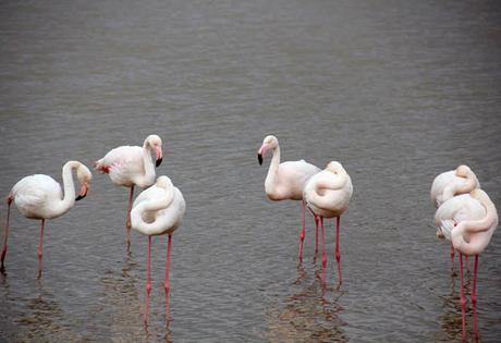 pink flamingos_camargue_viaggiandovaldi