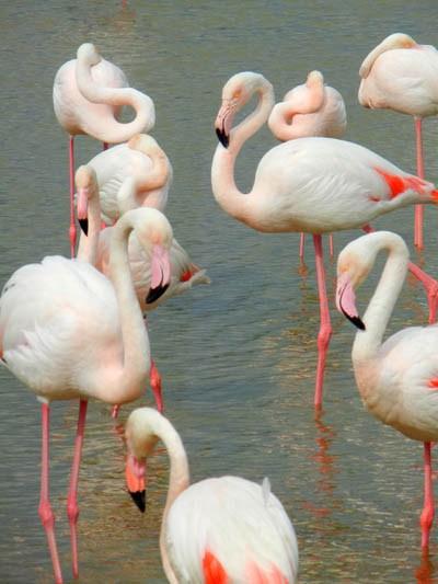 pink flamingos_camargue_viaggiandovaldi