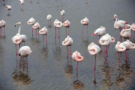 pink flamingos_camargue_viaggiandovaldi