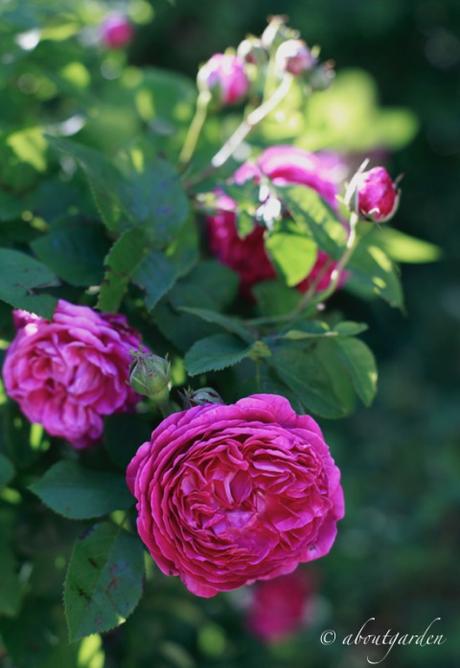 rosa centifolia mia