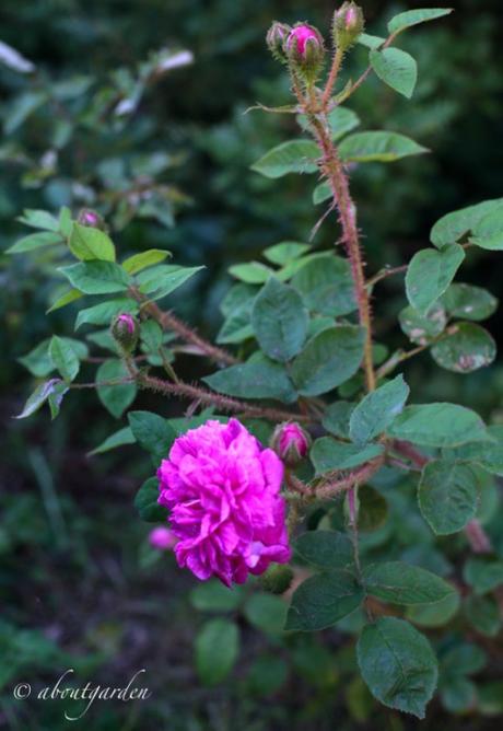 rosa centifolia muscosa