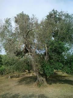 Antonio Pascali  Titolare di Olio San Basilio mi ha segnalato disseccamenti a Struda` e Vanze Frazioni del Comune di Vernole.