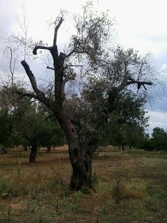 Antonio Pascali  Titolare di Olio San Basilio mi ha segnalato disseccamenti a Struda` e Vanze Frazioni del Comune di Vernole.