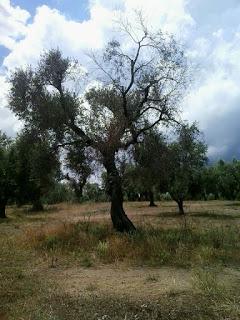 Antonio Pascali  Titolare di Olio San Basilio mi ha segnalato disseccamenti a Struda` e Vanze Frazioni del Comune di Vernole.