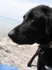 Crudeltà sugli animali. Orrore e indignazione per foto che ritrae un cane con il muso nastrato. Potrebbe perdere la lingua Crudeltà sugli animali. Orrore e indignazione per foto che ritrae un cane con il muso nastrato. Potrebbe perdere la lingua