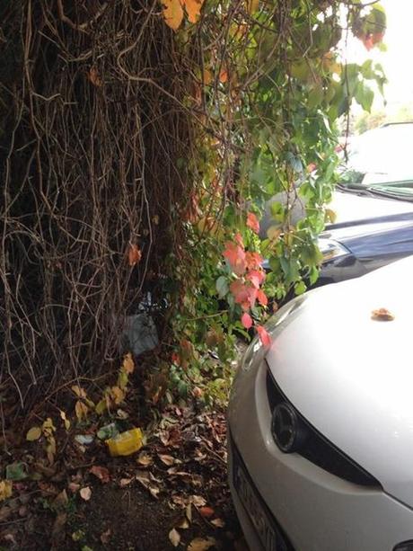 Zona Battistini dopo l'incidente. Chi è che abita davvero in un campo rom, gli zingari o i romani? Zona Battistini dopo l'incidente. Chi è che abita davvero in un campo rom, gli zingari o i romani?