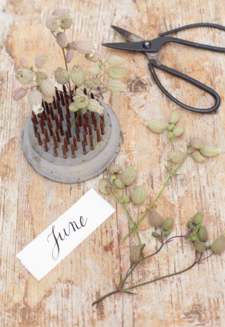 appunti creativi #giugno composizioni con silene