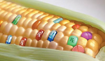 Disturbi derivanti da frumento OGM la vera causa della Celiachia
