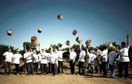 vendemmia tenute rubino