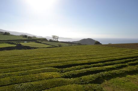 10 (+ 1)  cose da non pedere nell'isola di Sao Miguel - Azzorre