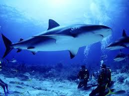 Porto Cesareo e Campomarino: allarme squali