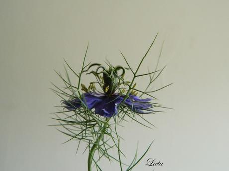 Cassette con peonie Cassette con peonie