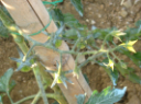 POMODORI POMODORI