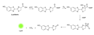 reazione di bioluminescenza 