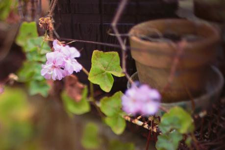 Freelensing, mon amour