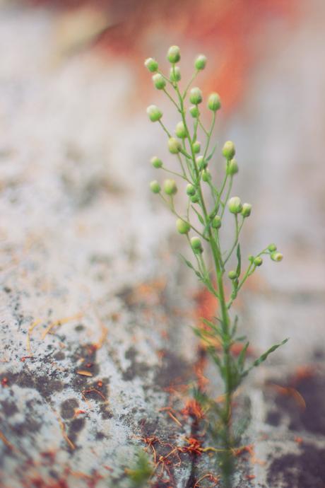 Freelensing, mon amour