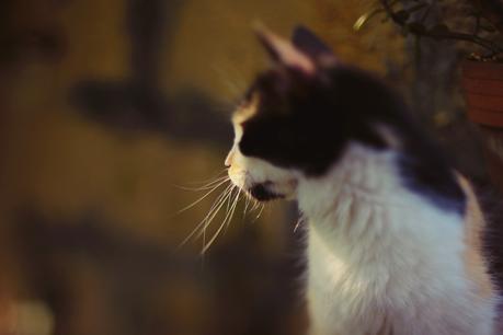 Freelensing, mon amour