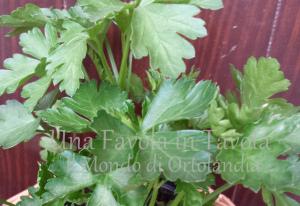 Risotto allo zafferano con piselli e gamberi: solo per loro! 20140403_174841