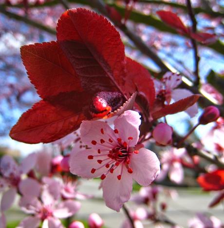 Cherry Plum, il fiore di Bach per la chiarezza di fronte alle proprie pulsioni