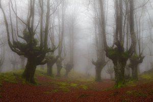 The quiet forest - El bosque silencioso by Cruz Vicente