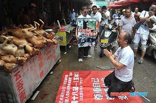 Yulin, Cina: la strage di cani e il solstizio d'estate