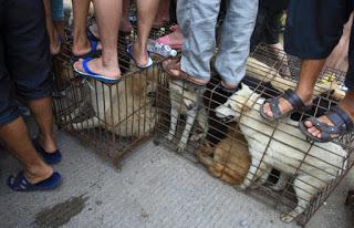 Yulin, Cina: la strage di cani e il solstizio d'estate