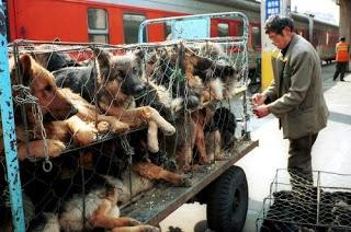 Yulin, Cina: la strage di cani e il solstizio d'estate