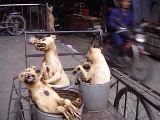 Yulin, Cina: la strage di cani e il solstizio d'estate