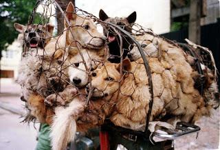 Yulin, Cina: la strage di cani e il solstizio d'estate