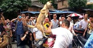 Yulin, Cina: la strage di cani e il solstizio d'estate