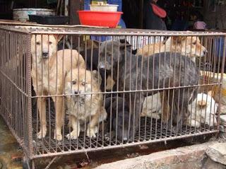 Yulin, Cina: la strage di cani e il solstizio d'estate