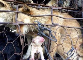 Yulin, Cina: la strage di cani e il solstizio d'estate