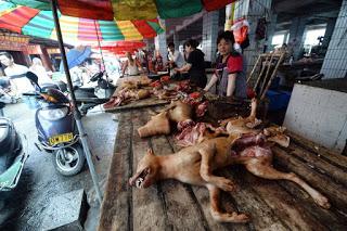 Yulin, Cina: la strage di cani e il solstizio d'estate