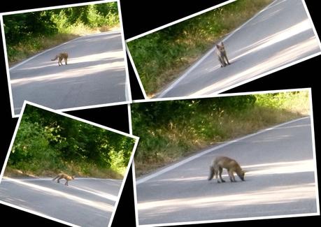 Road biking with some foxes (18/6, 2015)