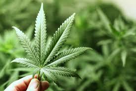 La liberalizzazione dell'uso medico di marijuana non ne aumenta l'abuso tra i giovani