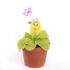 Pinguicula