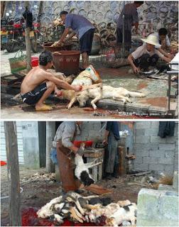 21 Giugno 2015: cani bolliti, spezzatino di gatto e mostri affamati 21 Giugno 2015: cani bolliti, spezzatino di gatto e mostri affamati